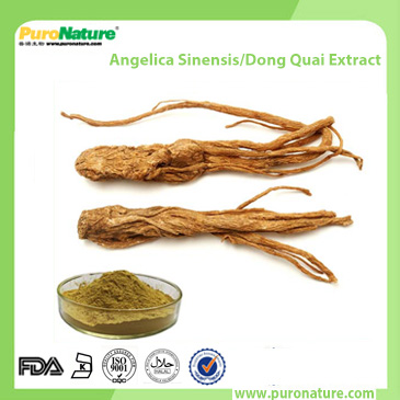 Angelica Sinensis Dong Quai Extract 4431-01-0 Ligustilides