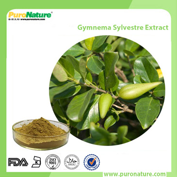 Gymnema Sylvestre Extract 90045-47-9 Gymnemic Acid 25