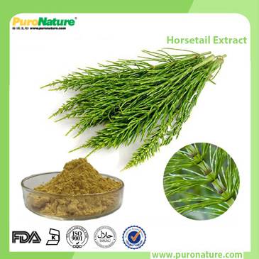 Horsetail Extract 71011-23-9 Silica
