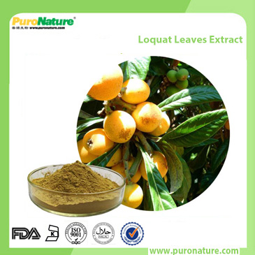 Loquat Leaves Extract 77-52-1