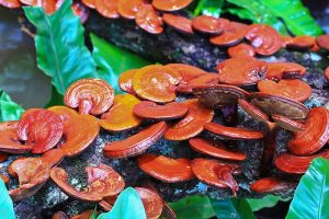 Reishi Mushroom Extract powder (Ganoderma lucidum) contains Ganoderma lucidum polysaccharide, Ganoderma lucidum acid, triterpene, adenosine.