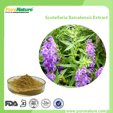 Scutellaria Baicalensis Extract 100647-26-5 Baicalin