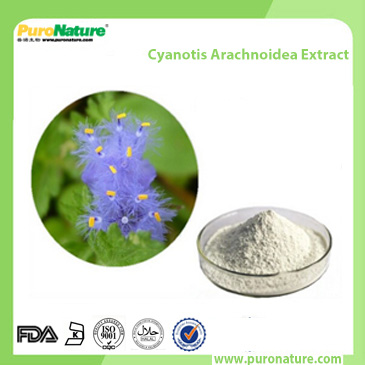 Cyanotis Arachnoidea Extract 5289-74-7 Ecdysterone