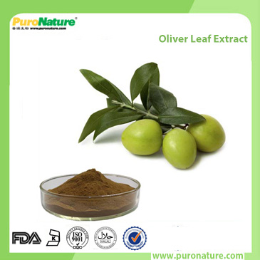 Oliver Leaf Extract 32619-42-4 Oleauropein