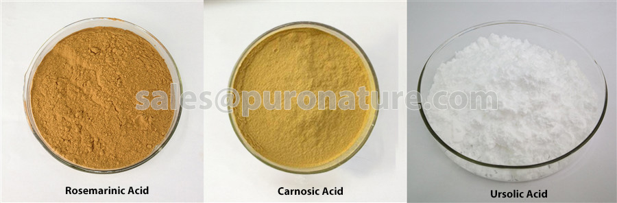 Rosemary-Extract-Rosmarinic-Acid, Ursolic-Acid-and-Carnosic-Acid