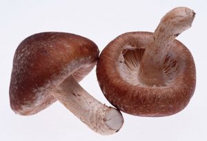 Shiitake Mushroom extract powder Lentinan