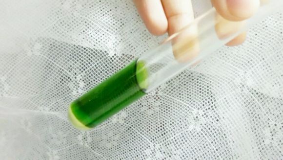 Chlorophyll E140 natural green color pigment cas 1406-65-1