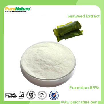 Seaweed Extract Fucoidan 85%