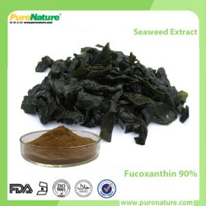 Seaweed Extract Fucoxanthin 90%
