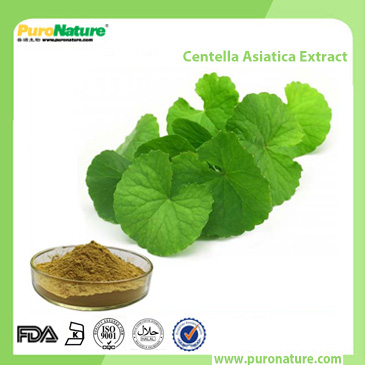 Centella Asiatica extract 16830-15-2 Asiaticosid total triterpene Gotu Kola