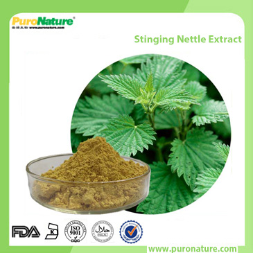 Stinging Nettle Extract