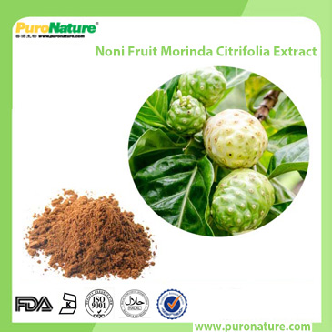 Noni Fruit Morinda Citrifolia Extract